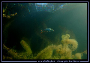 A Pearl roach, Red-eye, close to the surface in a small l... by Michel Lonfat 
